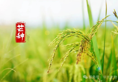 雨生百谷后，芒种养生忙——藏于芒种的养生智慧
