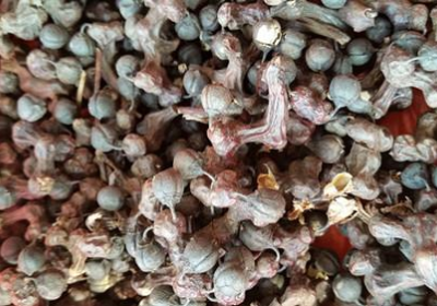 枳椇子提取物：传统与现代交织的健康瑰宝