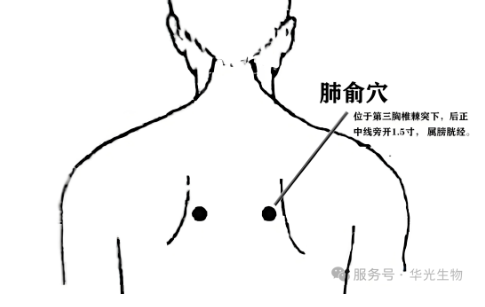 养好肺、吃对饭,安稳度秋不咳嗽~ 养好肺、吃对饭,安稳度秋不咳嗽~