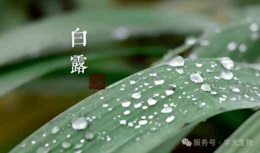 藏在 “水汽凝露” 里的养生 藏在 “水汽凝露” 里的养生