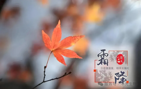 【霜降养生】——“一年补透透,不如补霜降” 【霜降养生】——“一年补透透,不如补霜降”