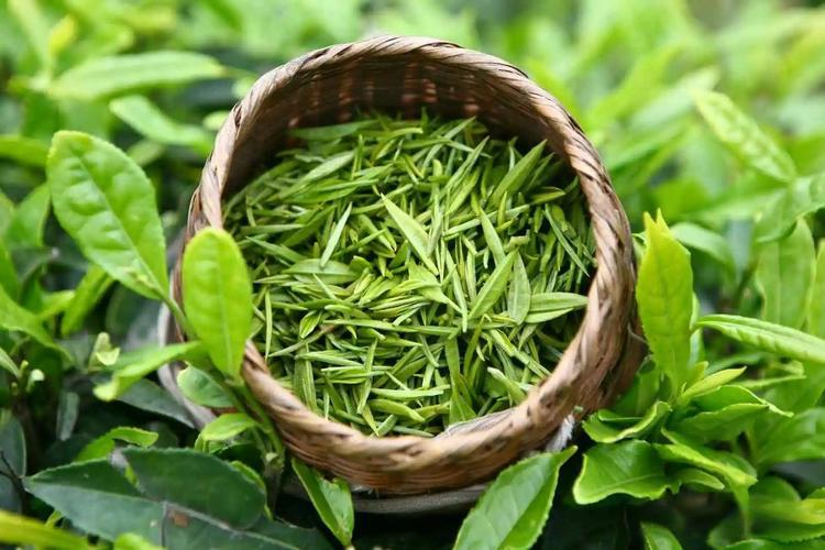 绿茶提取物——天然的经典植物活性原料 绿茶提取物——天然的经典植物活性原料