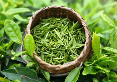 绿茶提取物——天然的经典植物活性原料